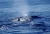 IMGP7824_small.JPG