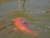 Fische 18.07.2010 001.jpg