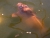 Fische 18.07.2010 005.jpg