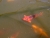 Fische 18.07.2010 011.jpg