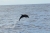 DSC_0523k.JPG