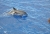 DSC_0505k.JPG