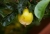 Maracuja_Frucht_002.jpg