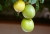 Maracuja_Frucht_003.jpg