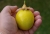 Maracuja_Frucht_004.jpg