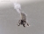spinne.jpg