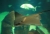 aquario7.jpg