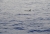 DSC_0210.JPG