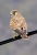 IMGP4120_small.JPG