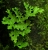 Lobaria pulmonaria-Seixal Chao da Ribeira.jpg