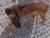 camarodelobos2_02_08_2013.jpg