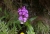 Dactylorhiza foliosa_00.jpg