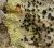 Lecanora sulphurella-klein.jpg