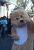 carneval canico 2014 012.JPG
