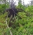 Baum.jpg