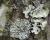 Parmotrema und Heterodermia-120919 Madeira  Portas da Vila    Elmarit   SL75mm    f8   ISO160   1-10sec   A   12 Bilder.jpg