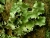 Parmotrema perlatum-Chao d. Louros 8.2005 Laurus.JPG