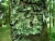 Parmotrema robustum 6576.jpg