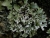 Parmotrema reticulatum-001.JPG