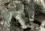 Parmotrema tinctorum-8002.jpg