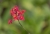 F10A9421_red.jpg