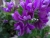 DSC09889.JPG