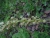 DSC00087.JPG
