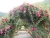 k-DSCN2556.JPG