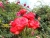 k-DSCN2563.JPG