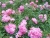 k-DSCN2577.JPG
