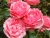 k-DSCN2584.JPG