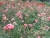 k-DSCN2586.JPG