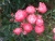 k-DSCN2588.JPG