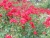 k-DSCN2595.JPG