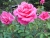 k-DSCN2599.JPG