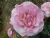 k-DSCN2603.JPG