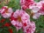 k-DSCN2606.JPG