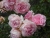 k-DSCN2611.JPG