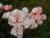 k-DSCN2613.JPG