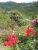 k-DSCN2643.JPG