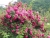 k-DSCN2676.JPG