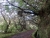 Levada Risco (800x600).jpg