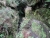Levada 25 fontes 2 (800x600).jpg