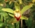 Jardim tropical-Achtung gefhrlich 3 (800x600).jpg