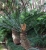 Sagopalmfarn(600x800).jpg
