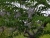 Baum 2.jpg