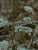 Bunium_brevifolium_2.jpg