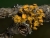 Teloschistes chrysophthalmus feucht-180414 Fortaleza   Oly60mm   BB27mm   f5,6   ISO200  1-50sec   B   36Bilder.jpg