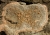 Pertusaria hemisphaerica-1025  Tamron 0,7zu1 f4 ISO100 1-6sec 17 Bilder.jpg
