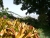 k-P1150837.JPG